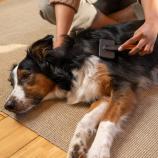 Fiskars Kefa s plastovými hrotmi Pet Care 2009140