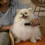 Fiskars Pieptene metalic Pet Care 2009134