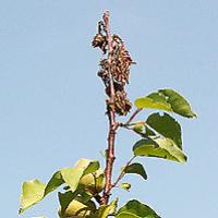 Monilium wilt pe prun