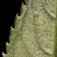 Mite
