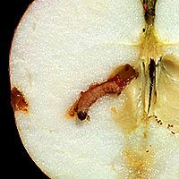 Apple enveloper