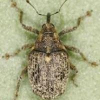 Crytonos patruped