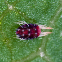 Acarianul fructelor