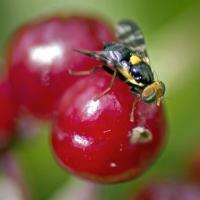 Floare de cireș pe un cireș