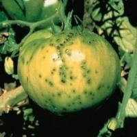 Făinarea bacteriană a tomatelor