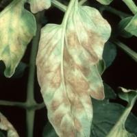 Cladosporium blight la tomate (pata neagră a tomatelor)