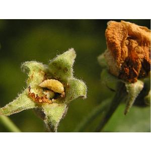 Floare de măr