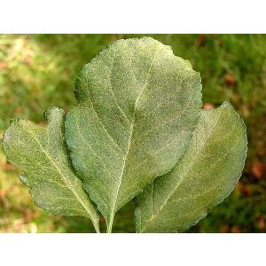 Acarianul fructelor