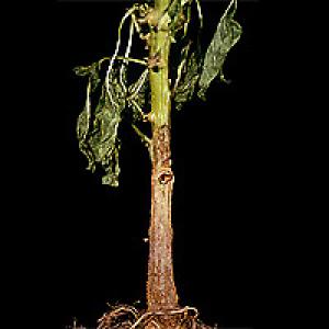 Ofilirea ardeilor