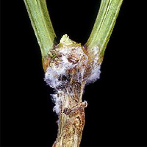 Ofilirea ardeilor