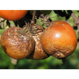 Tomate phytophthora
