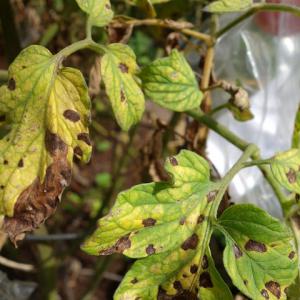 Septoria roșiilor