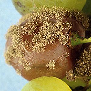 Botrytis (mucegaiul cenușiu) al viței de vie