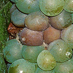 Botrytis (mucegaiul cenușiu) al viței de vie