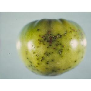 Făinarea bacteriană a tomatelor