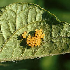 Omida cartofului