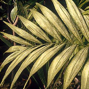 Acarieni pe plantele ornamentale