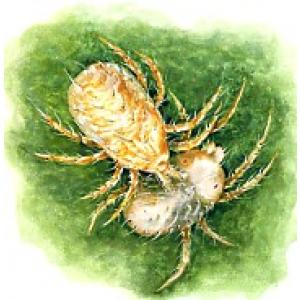 Acarieni pe plantele ornamentale