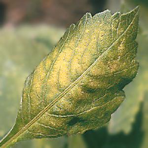 Mite