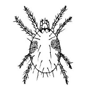 Mite