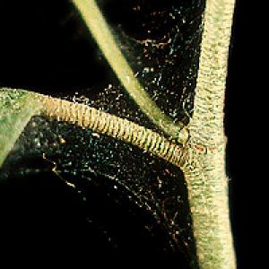 Mite