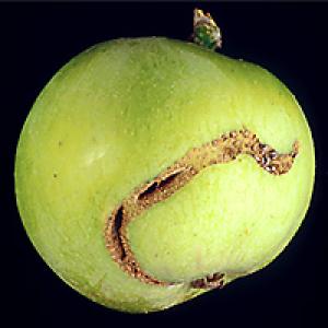 Piperelly de mere