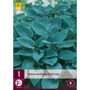 Hosta TARDIANA HALCYON "B"