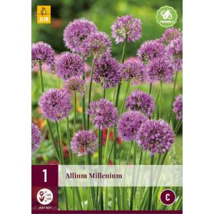 Usturoi ornamental ALLIUM MILLENIUM 'C'