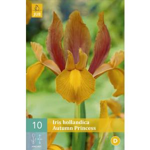 Iris Hollandica Prințesa toamnei 'B'