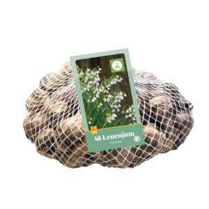 Leucojum Aestivum 40 bulbi