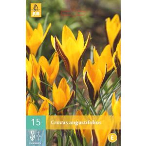 Crocus Angustifolius "C
