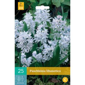 Vrăbiuță Puschkinia Libanotica "B"