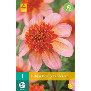 Georgina TOTALLY TANGERINE "B"