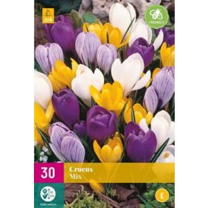 Crocus cu înflorire mare Mix "E