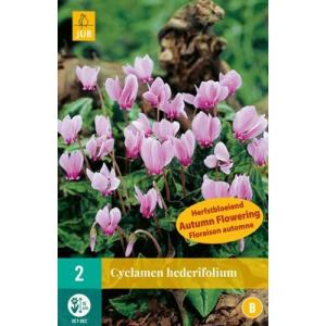 Cyclamen Cyclamen Hederifolium 'B'