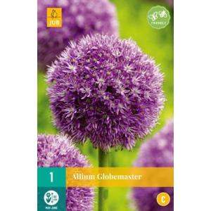 Usturoi Allium Globemaster "C