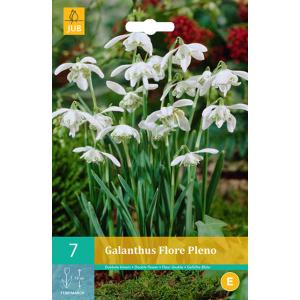 Bulgăre de zăpadă Galanthus Flore Pleno "C