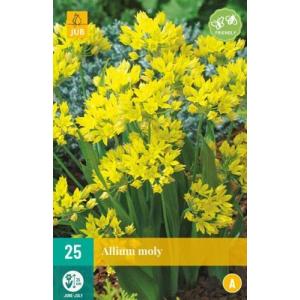 Usturoi Allium Moly "A"