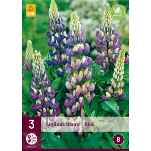 Lupina BLUE "B"