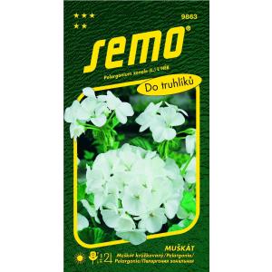 Pelargonium semințe albe 11s