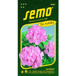 Pelargonium semințe dungate roz 11s