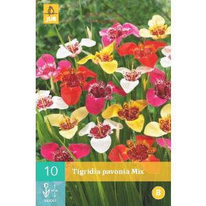 Tigroaică păun Tigridia PAVONIA MIX "B"