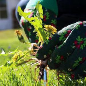 Sfaturi despre cum să scapi de buruienile din grădină