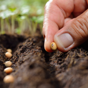 16 întrebări frecvente despre plantare