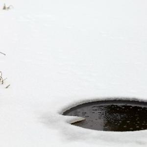 Iernarea iazului de grădină și a iazului pas cu pas