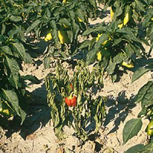 Ofilirea ardeilor