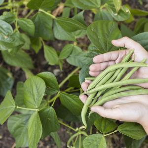 Fasole: Plantarea și cultivarea legumei tale preferate