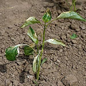 Legume pentru arsuri solare