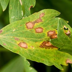 Septoria frunze de țelină