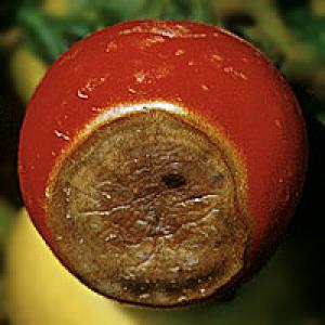 Putregaiul de vârf al fructelor de tomate